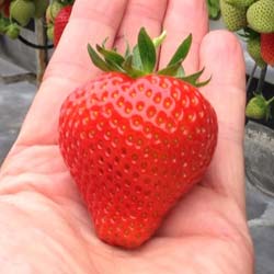 Strawberry plant 'Magnum'